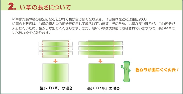 い草の長さについて