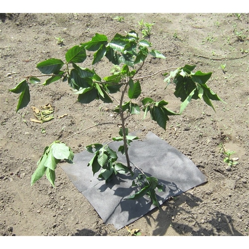 しきわらいらず野菜・果樹用　２枚入り