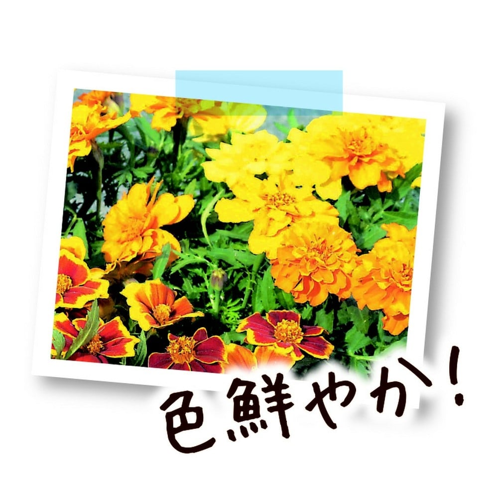 アイリスオーヤマ Iris Ohyama 植物用万田酵素シャワータイプ２ｌ 園芸 農業資材 ホームセンターコーナンの通販サイト
