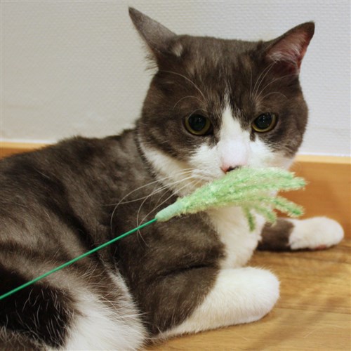 じゃれ猫 猫のお遊びススキ草 ２本セット