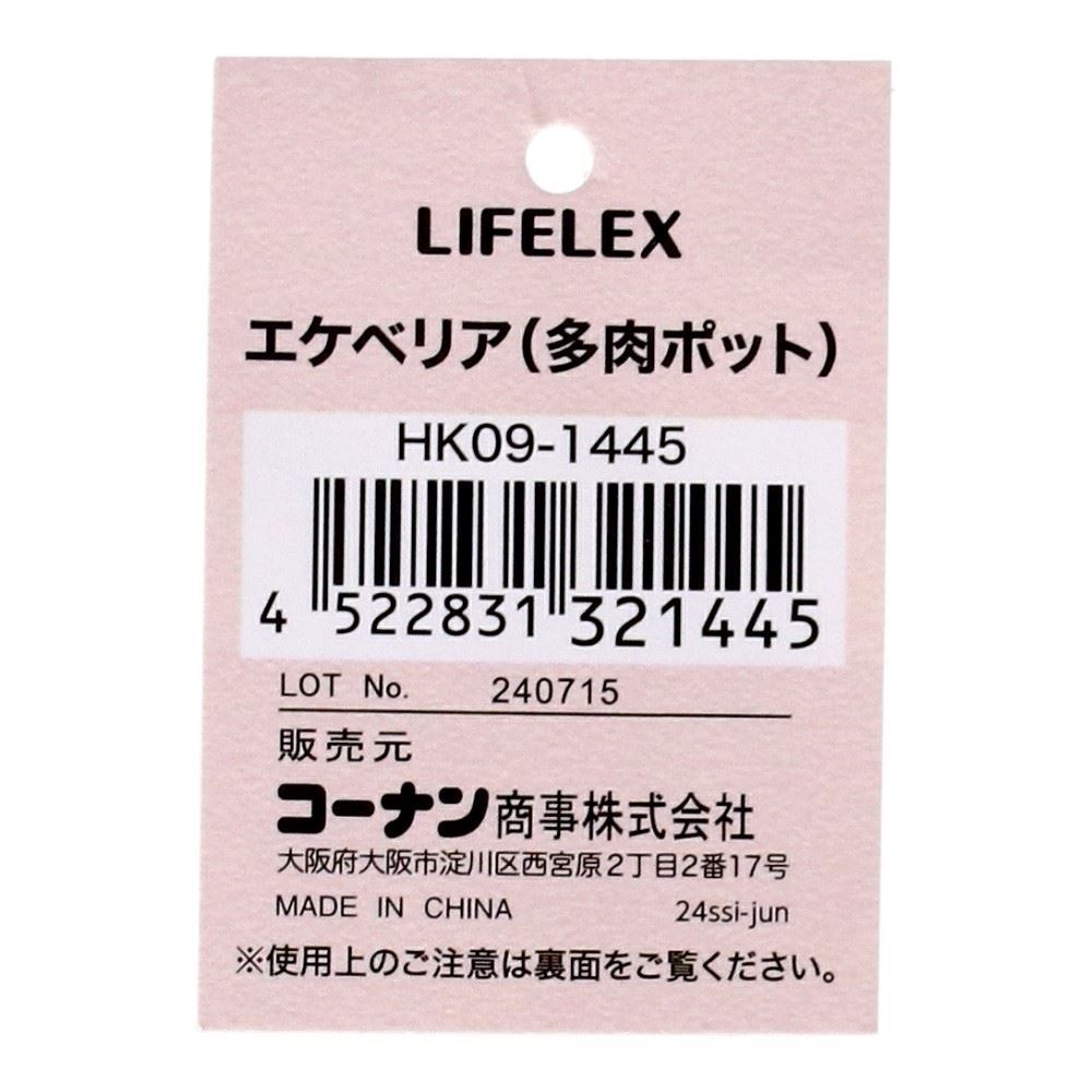 LIFELEX　エケベリア（多肉ポット）　ＨＫ０９－１４４５