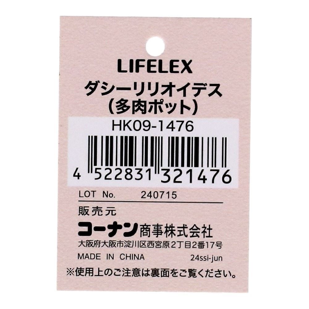 LIFELEX　ダシーリリオイデス（多肉ポット）　ＨＫ０９－１４７６
