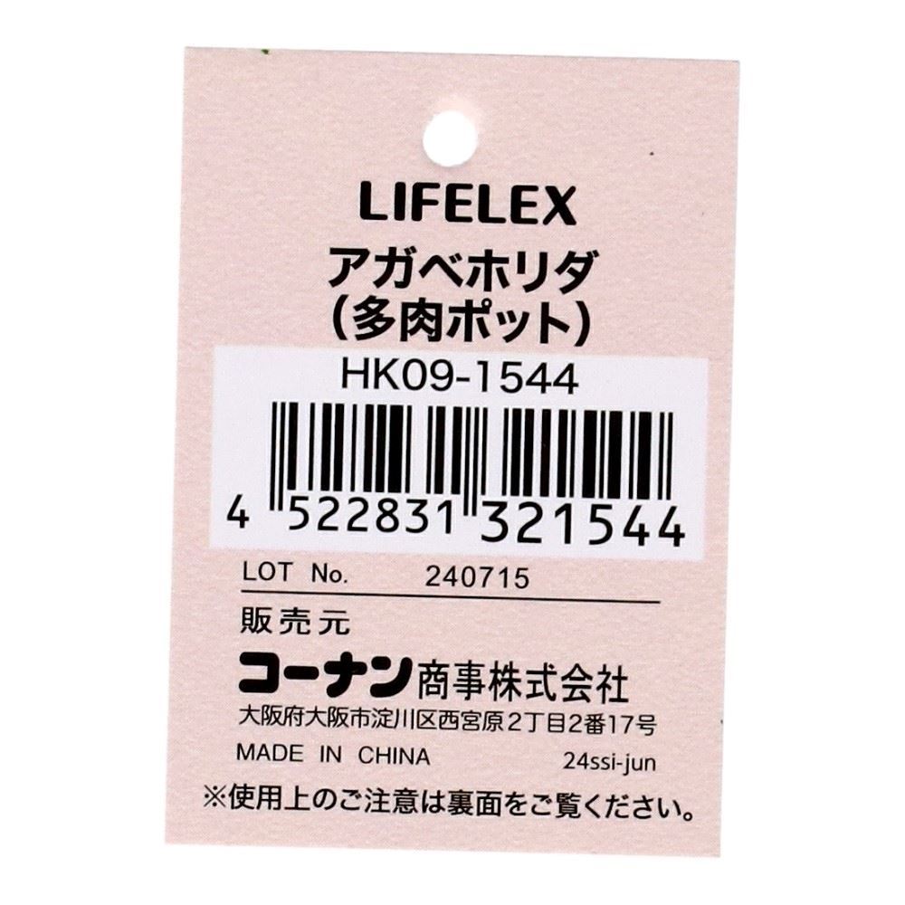 LIFELEX　アガベホリダ（多肉ポット）　ＨＫ０９－１５４４