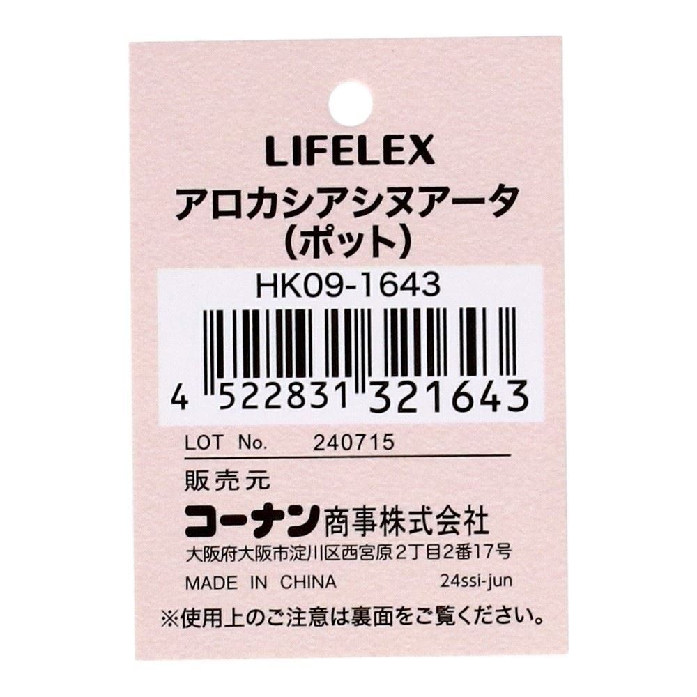 LIFELEX　アロカシアシヌアータ（ポット）　ＨＫ０９－１６４３