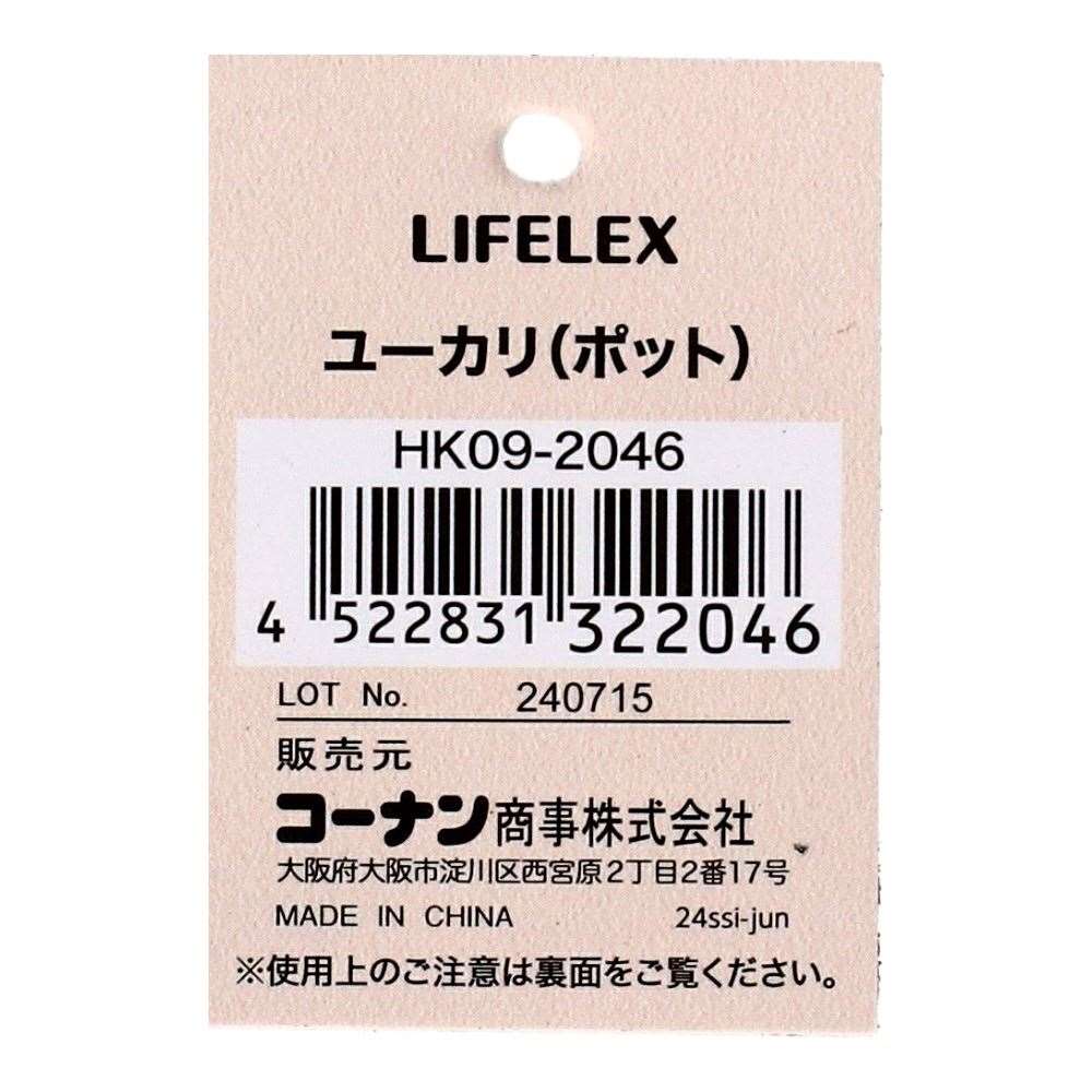LIFELEX　ユーカリ（ポット）　ＨＫ０９－２０４６