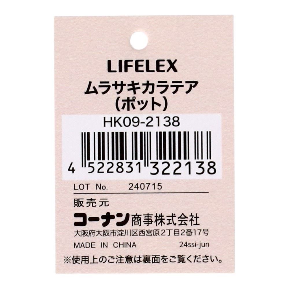 LIFELEX　ムラサキカラテア（ポット）　ＨＫ０９－２１３８