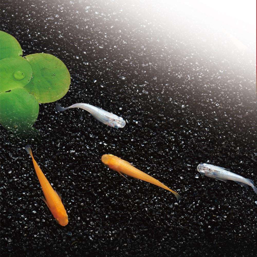 ＧＥＸ　メダカ水景　黒く輝く極細砂　２ｋｇ