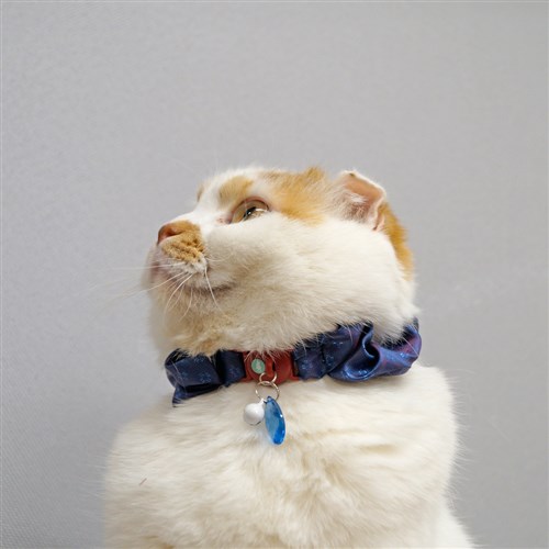 ねこくびわ　ミーチェ鈴あり　シュシュネイビー