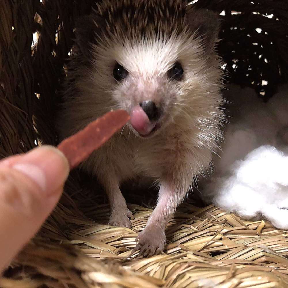 ドギーマンハヤシ　小動物のやみつきコオロギ　クランベリー入り２５ｇ クランベリー入り