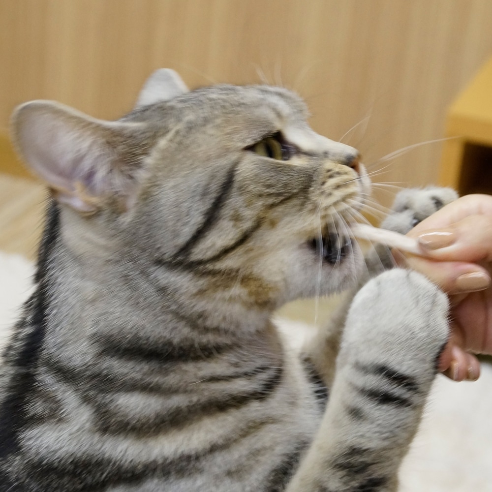 ホワイデント　ストロング　ツナ味