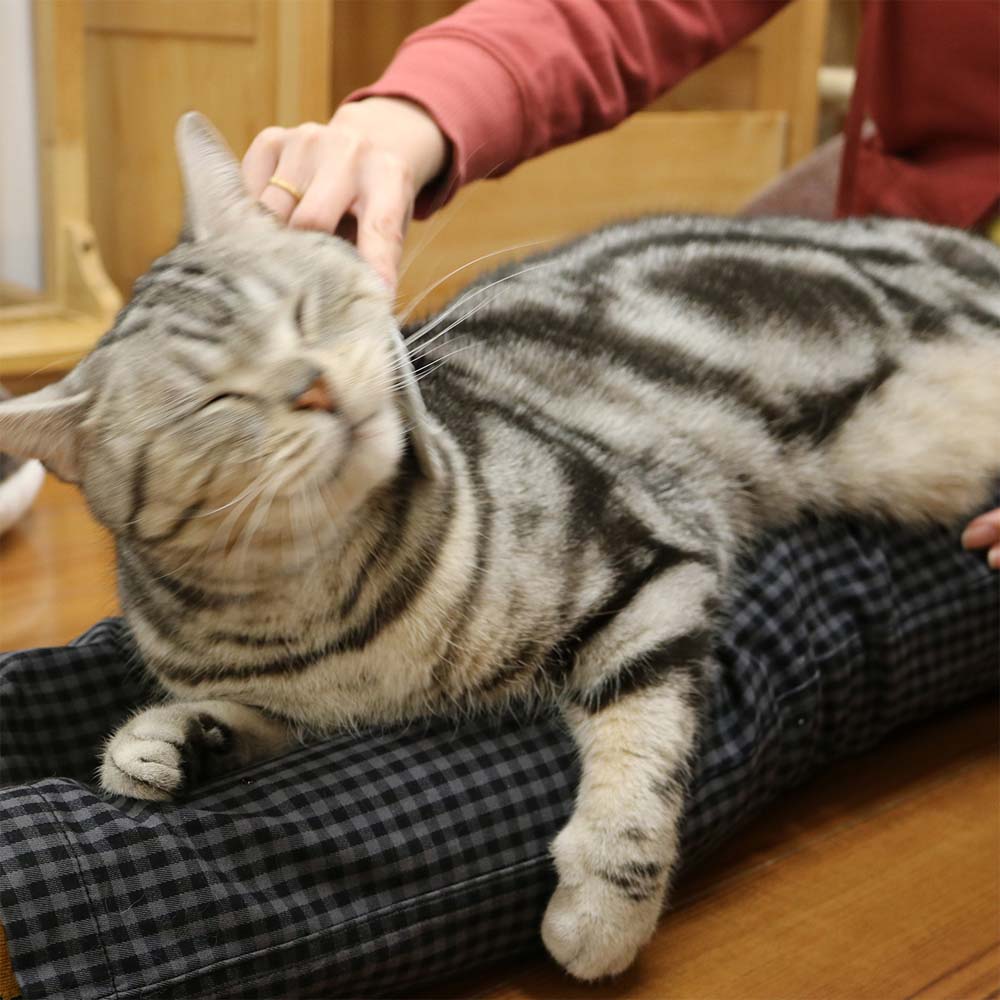 ドギーマンハヤシ　なで猫 しゃもじ