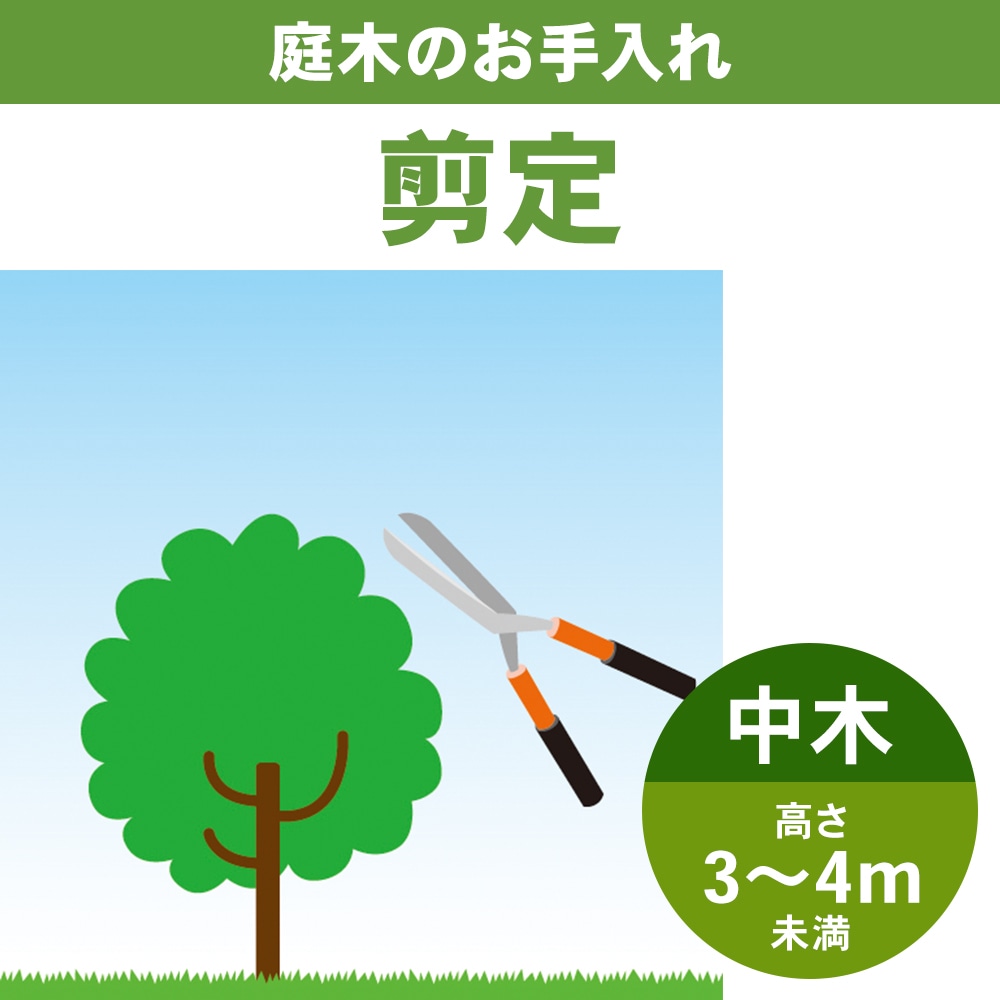 庭木剪定　中木３～４ｍ未満