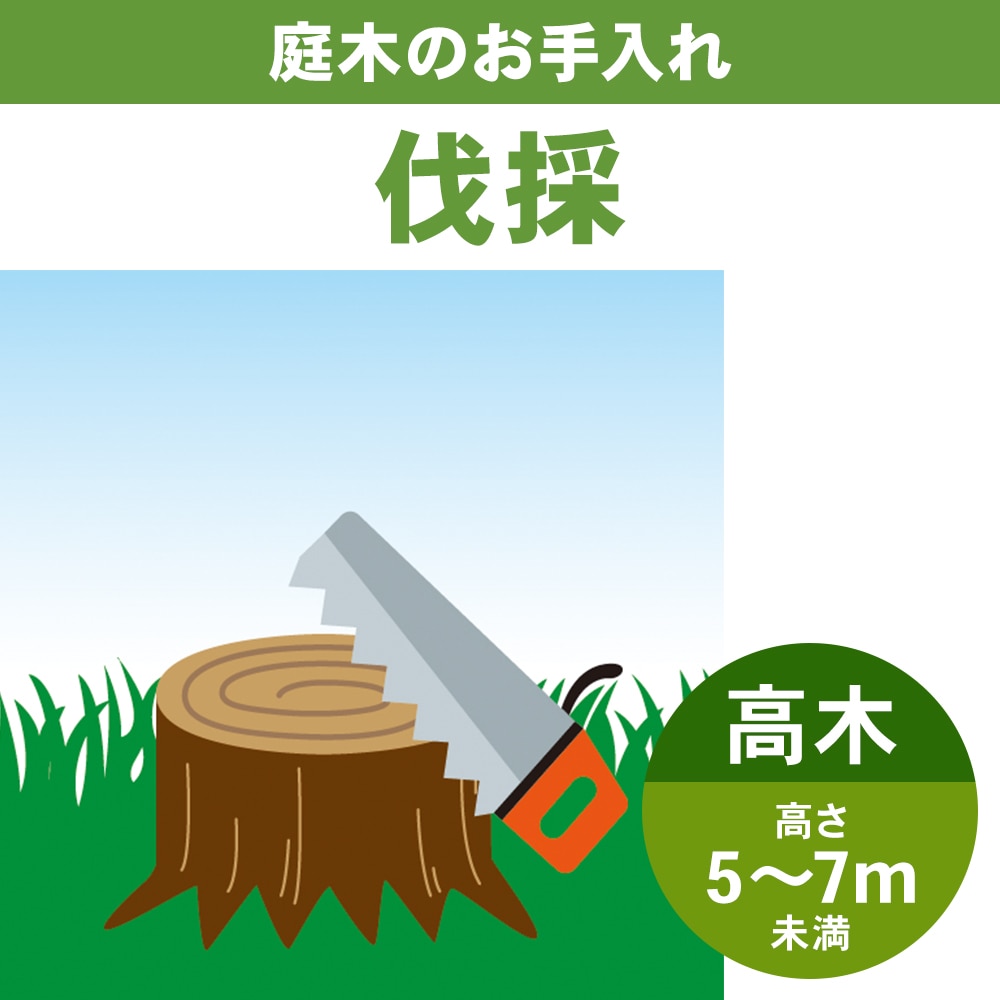 庭木伐採　高木５～７ｍ未満