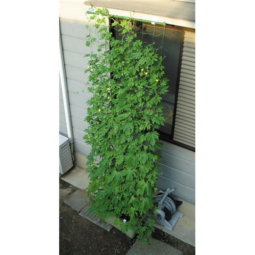 コーナン オリジナル Lifelex 園芸ネット１ ８ ２ ７ｍ １ ８ ２ ７ｍ 園芸 農業資材 ホームセンターコーナンの通販サイト