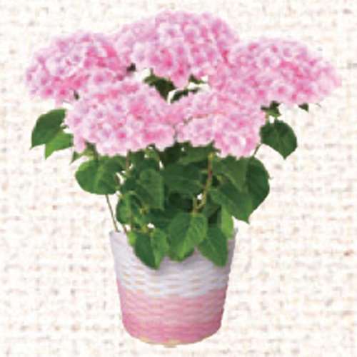 あじさい　ふわり　直径約15cm
