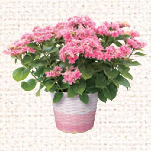 あじさい　月虹ピンク　直径約15cm