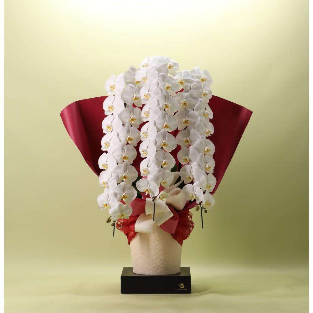 胡蝶蘭 白 ３本立ち 48輪以上 フォアスプレミアム