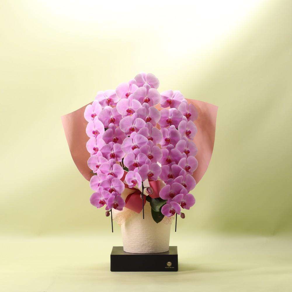 胡蝶蘭 ピンク ３本立ち 39輪以上 フォアスプレミアム