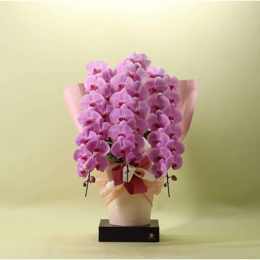 胡蝶蘭 ピンク ３本立ち 45輪以上 フォアスプレミアム
