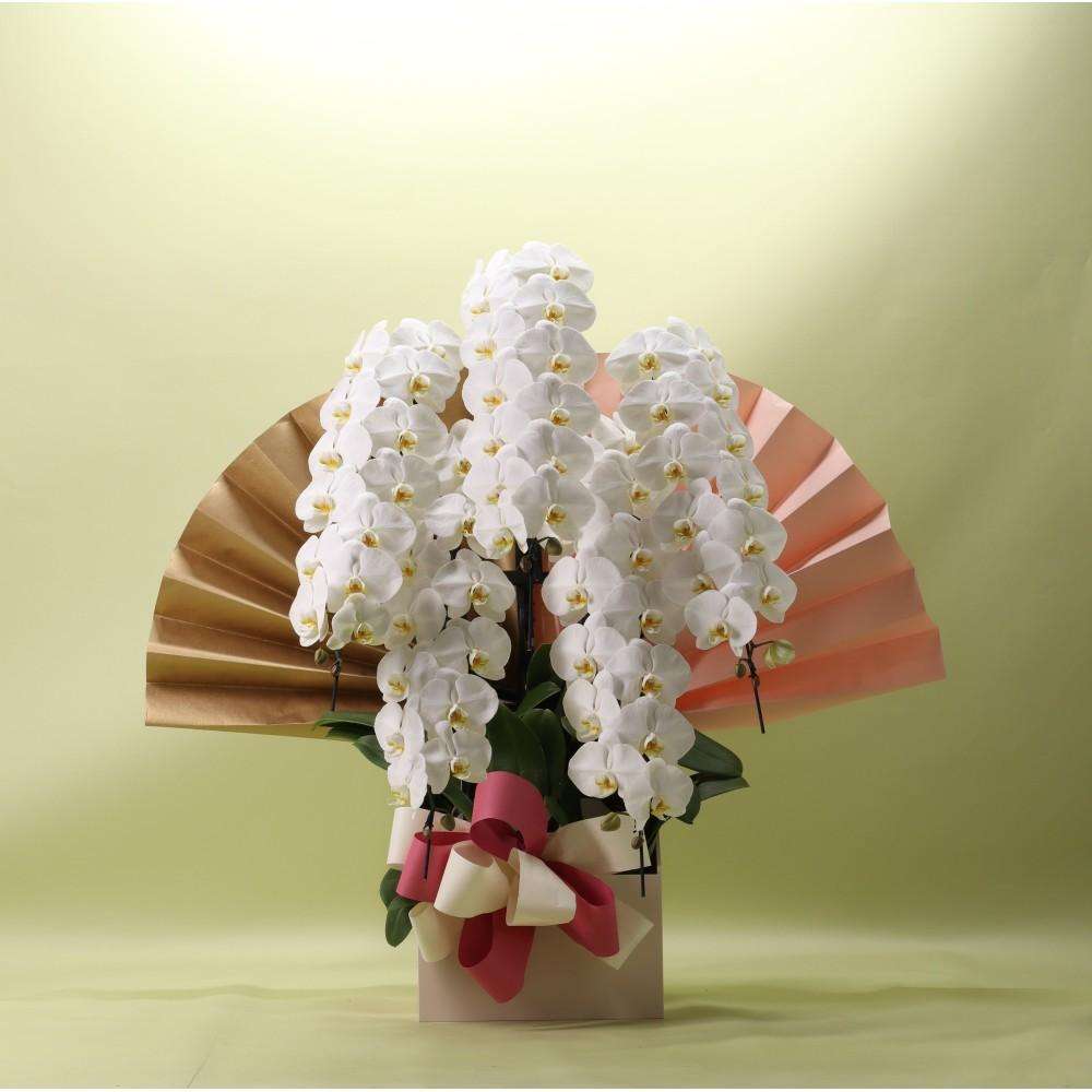 胡蝶蘭 白 ５本立ち 70輪以上 フォアスプレミアム