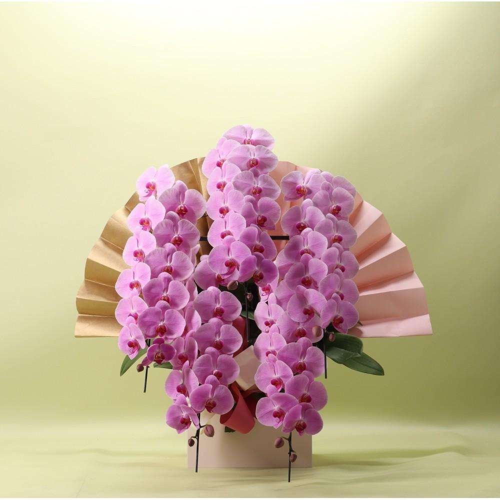 胡蝶蘭 ピンク ５本立ち 65輪以上 フォアスプレミアム