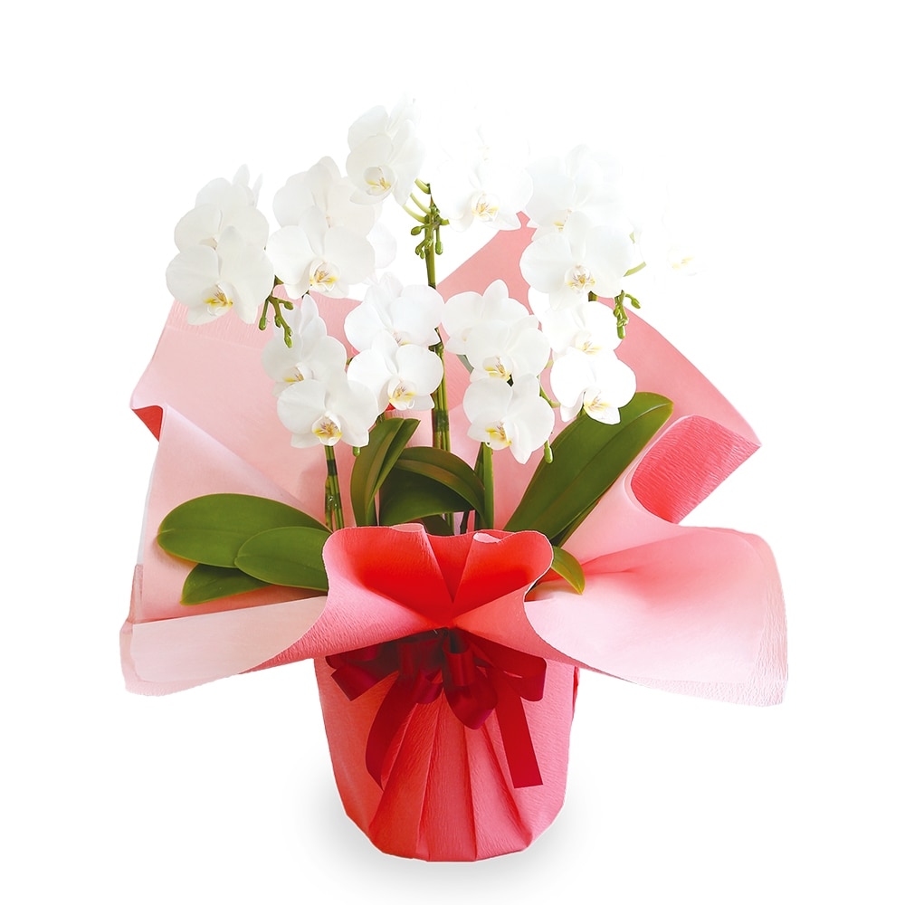 ミディ胡蝶蘭 ５本立て 慶事 園芸 農業資材 ホームセンターコーナンの通販サイト