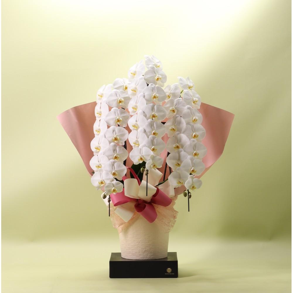 胡蝶蘭白３本立ち　４２輪以上　フォアスプレミアム ４２輪以上
