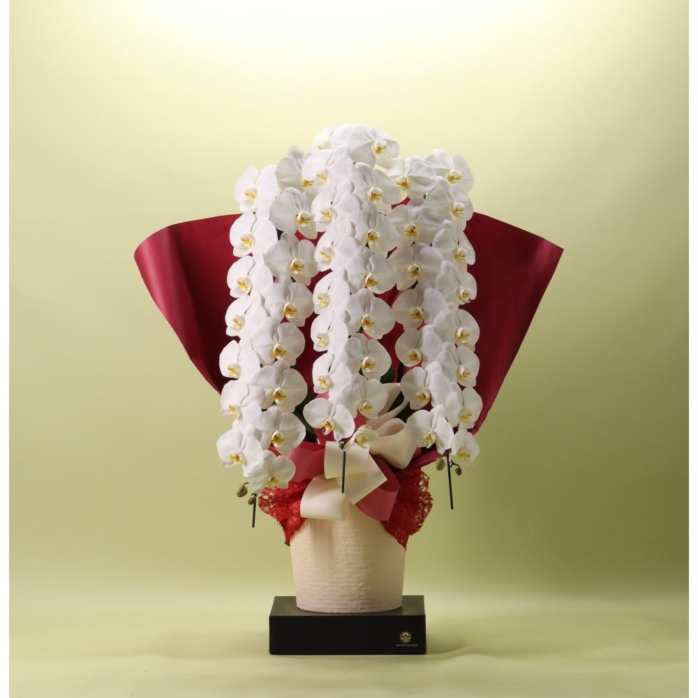 胡蝶蘭 白 ３本立ち 48輪以上 フォアスプレミアム ４８輪以上