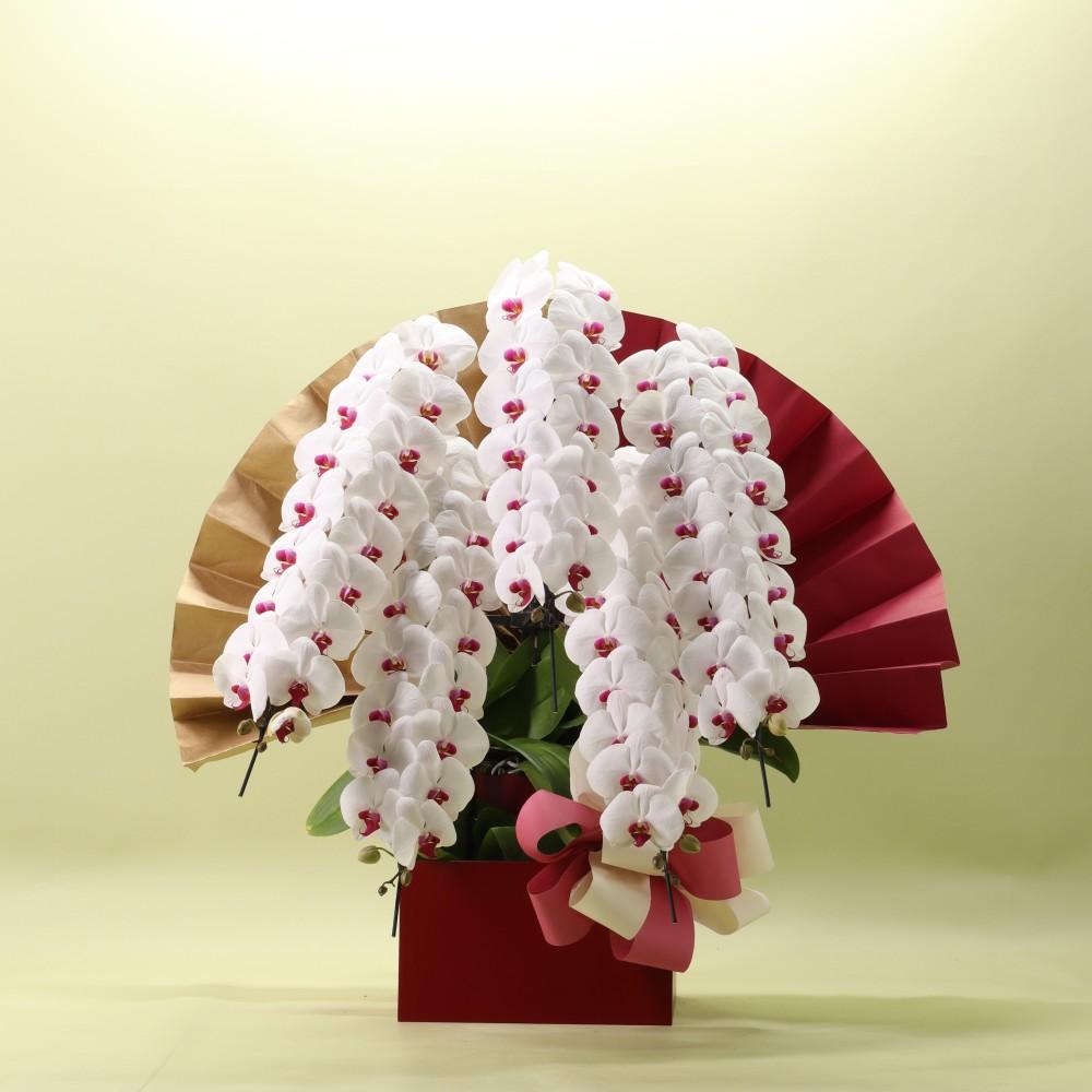 胡蝶蘭5本立ち赤リップ 75輪以上 フォアスプレミアム 花器白 ７５輪以上 赤