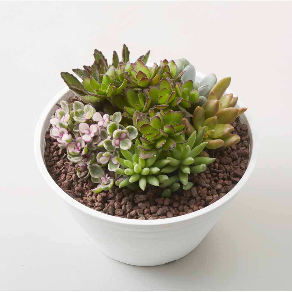 多肉植物寄せ植え ５号(５号): ガーデニング・農業資材|ホームセンターコーナンの通販サイト