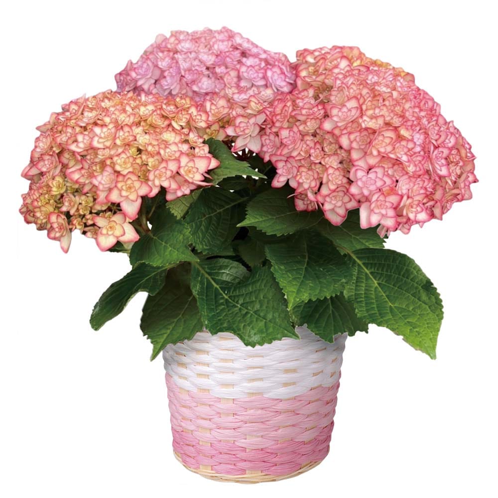 あじさい　ひな祭りルナピンク　直径約15cm