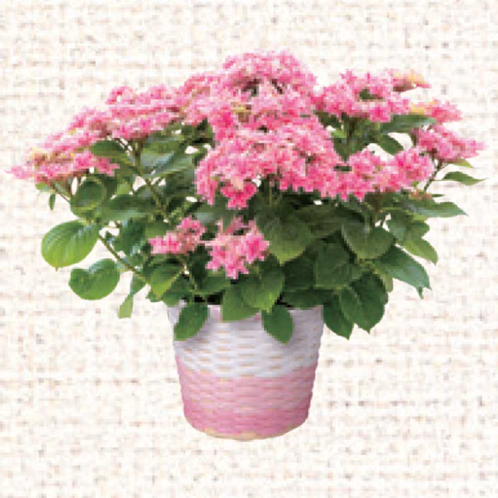 あじさい　月虹ピンク　直径約15cm