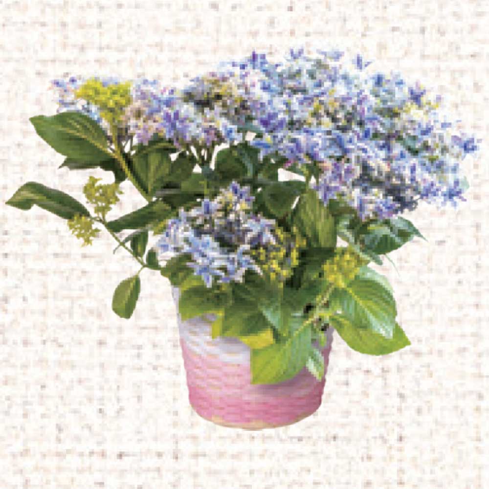 あじさい　月虹ブルー　直径約15cm