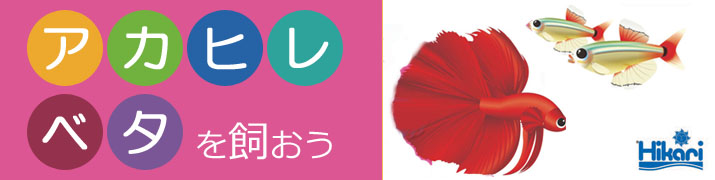 アカヒレ・ベタを飼おう