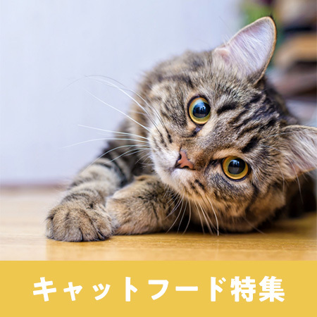 フードの選び方のポイント、コーナンでおすすめのキャットフード