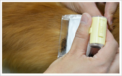 【ワンちゃんのホームケア】ワンちゃんのお手入れ~ノミ取り