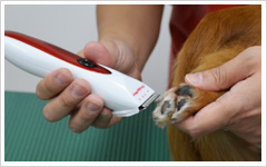 【ワンちゃんのホームケア】ワンちゃんのお手入れ~バリカンを使ったカット