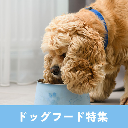 おすすめのドッグフード・おやつ!犬の種類別の選び方