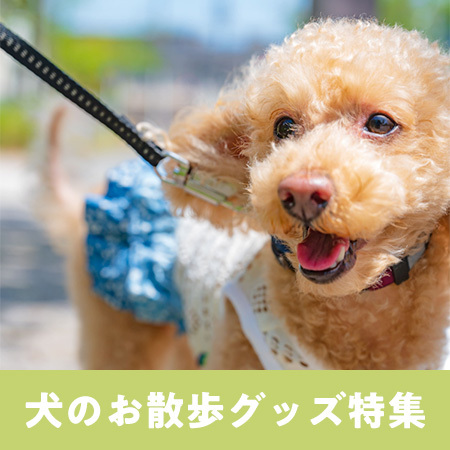 コーナンで買える!愛犬と安全にお出かけできるアイテムをご紹介