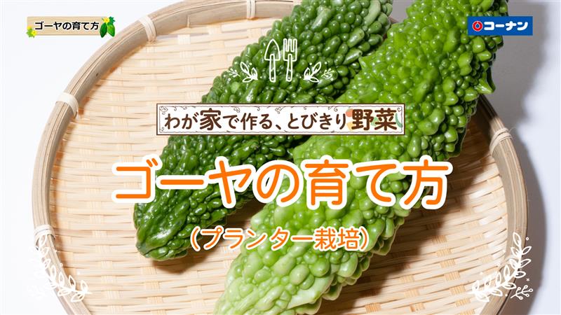 ゴーヤの育て方 【プランター栽培】