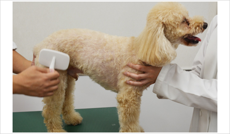 【ワンちゃんのホームケア】ワンちゃんのお手入れ~毛玉除去・ブラッシング・コーミング