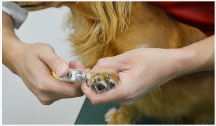 【ワンちゃんのホームケア】ワンちゃんのお手入れ~爪切り