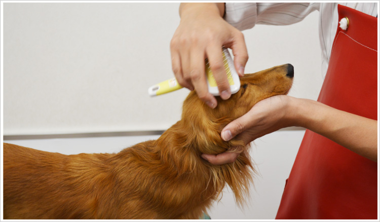 【ワンちゃんのホームケア】ワンちゃんのお手入れ~シャンプー