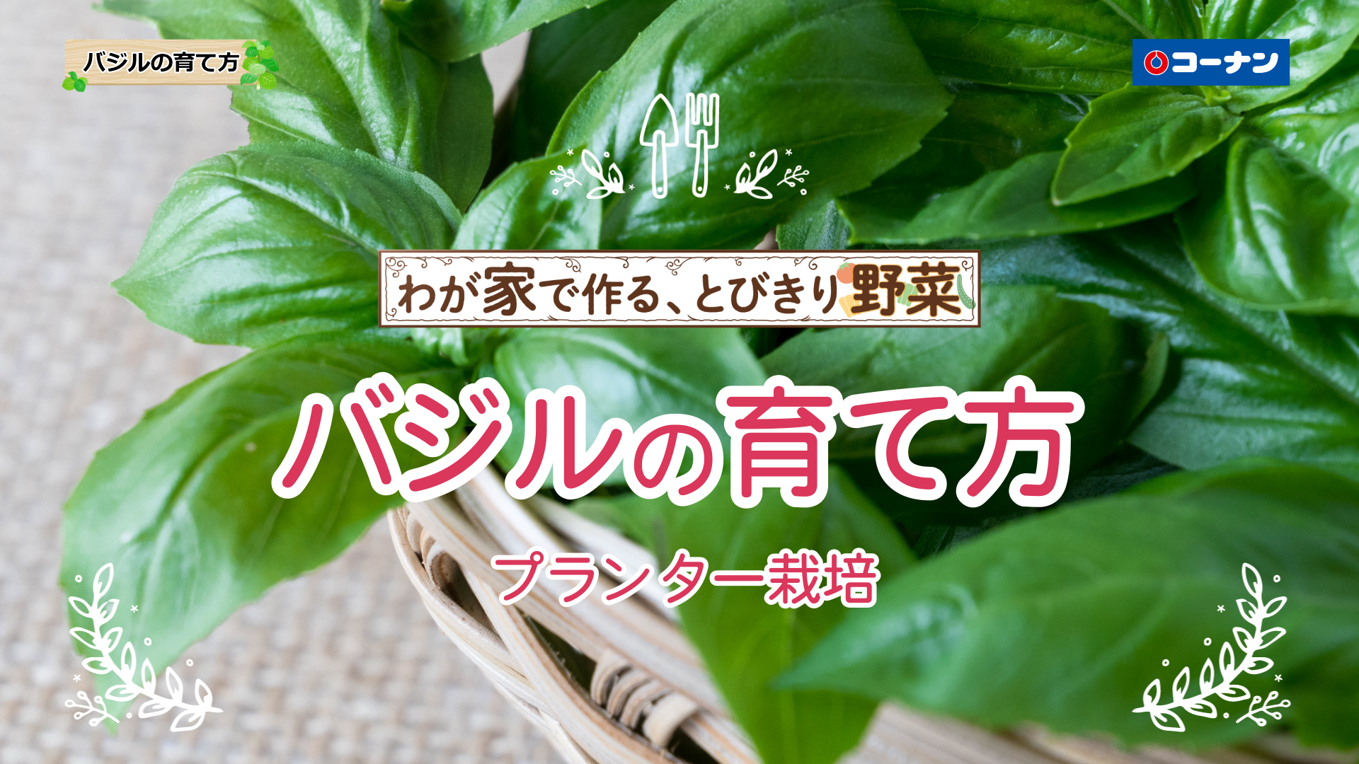 バジルの育て方 【プランター栽培】