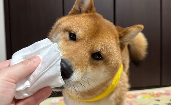 あんこ日記