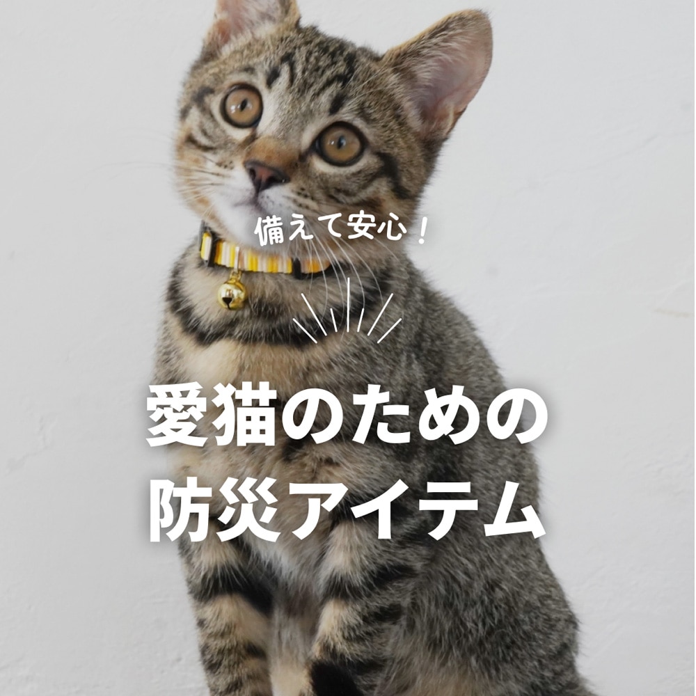大切な愛猫を守るために。今から備えたい猫の防災アイテム