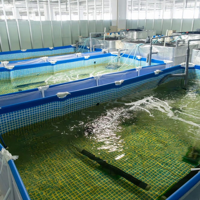 ええっ？コーナンでエビの養殖？コーナン豊中島江店の隠しフロア！