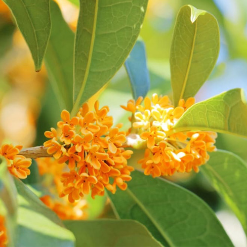 秋の訪れを感じる金木犀の香り♪集めました！