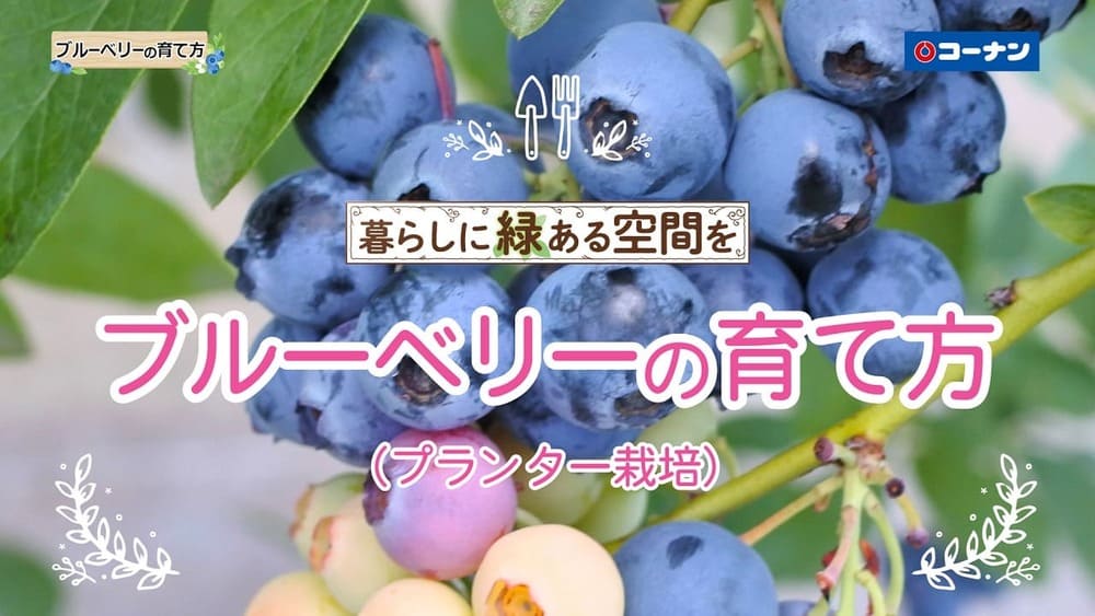 ブルーベリーの育て方