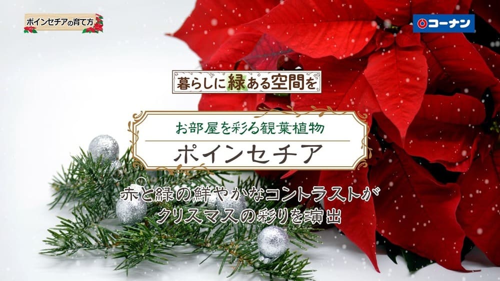 ポインセチアの育て方【観葉植物】コーナン